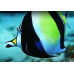 Moorish idol