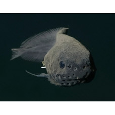 Moskalev's tadpole