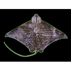 Mottled eagle ray