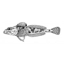 Moustache sculpin
