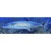 Narrow-barred Spanish mackerel