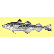 Navaga