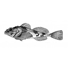 Norway bullhead