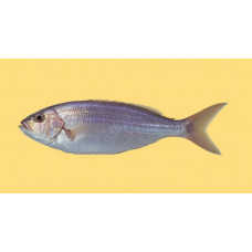 Notchedfin threadfin bream