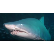 Nurse shark