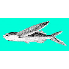 Oceanic two-wing flyingfish