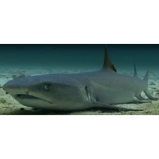 Oceanic whitetip shark