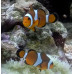 Ocellaris clownfish