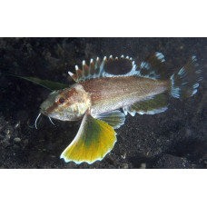 Ocellated waspfish