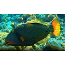 Orange-lined triggerfish