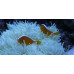 Orange skunk clownfish