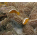 Orange skunk clownfish