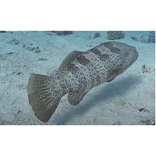 Orange-spotted grouper
