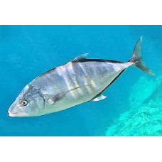 Orange-spotted trevally