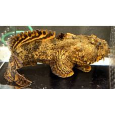 Oyster toadfish