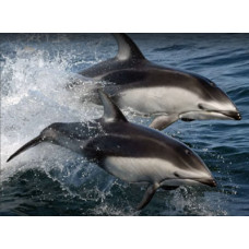 Pacific white-sided dolphin