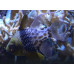 Pajama cardinalfish