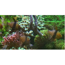 Pajama cardinalfish