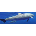 Pantropical spotted dolphin