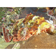 Papuan scorpionfish