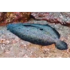 Peacock flounder Peacock flounder