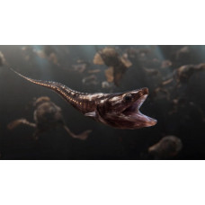 Pelican eel