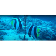 Pennant coralfish