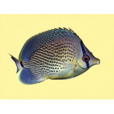 Peppered butterflyfish