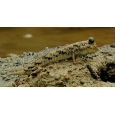 Gold-spotted mudskipper