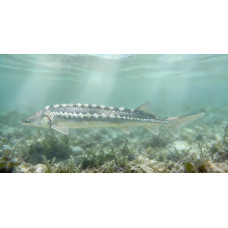 Persian sturgeon