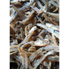 Philippine anchovy