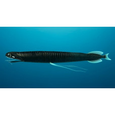 Photostomias guernei