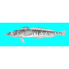 Pike icefish