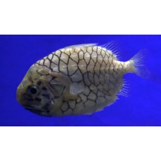Pineconefish