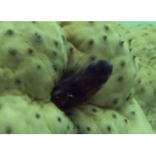 Pinhead pearlfish Pinhead pearlfish