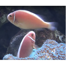 Pink skunk clownfish