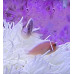 Pink skunk clownfish