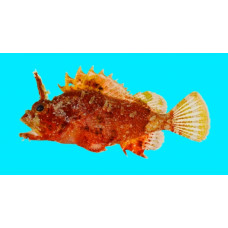 Plumed scorpionfish