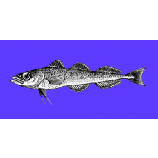 Polar cod