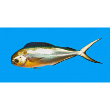 Pompano dolphinfish