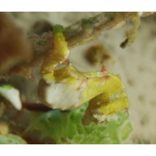 Pontoh's pygmy seahorse