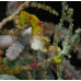 Pontoh's pygmy seahorse