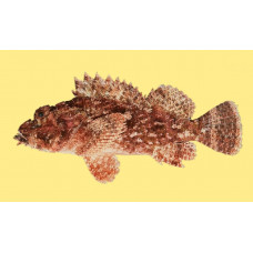 Poss's scorpionfish