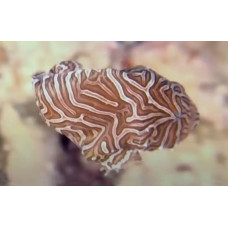 Psychedelic frogfish