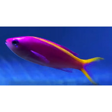 Purple anthias