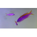 Purple anthias