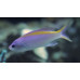 Purple anthias