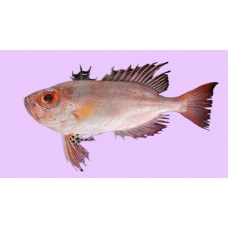 Purple-spotted bigeye