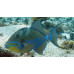Queen triggerfish