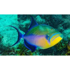 Queen triggerfish